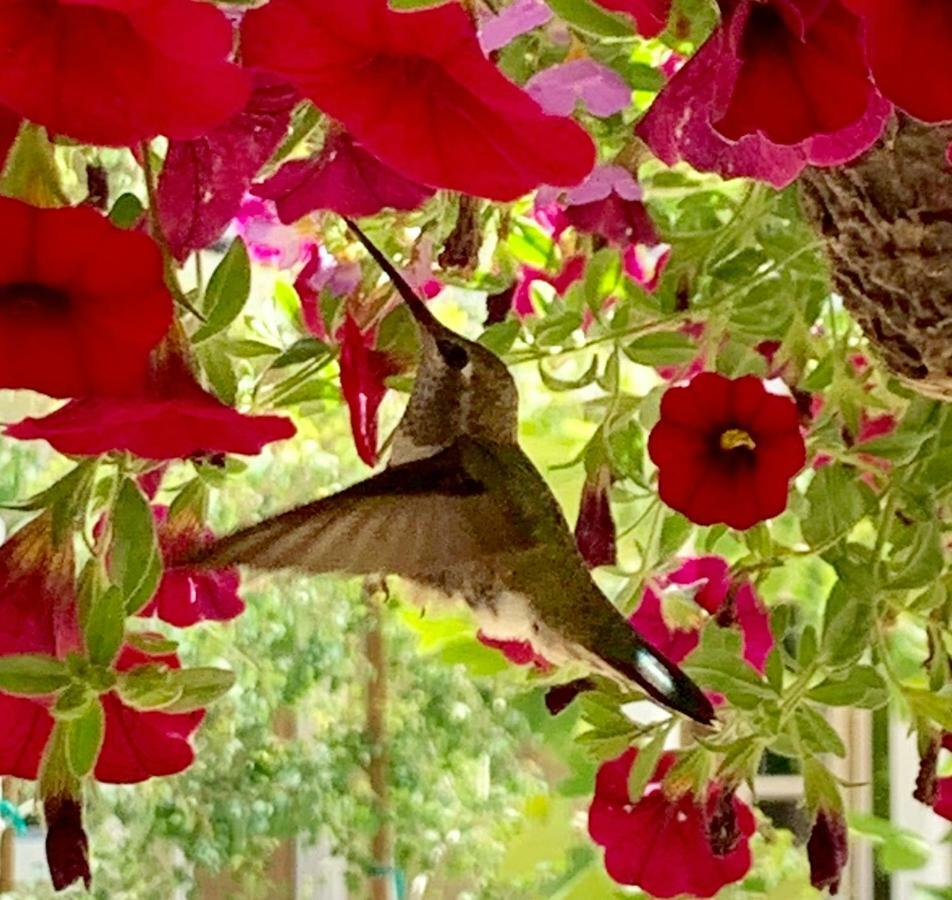 Red Tail Ranch Bed & Breakfast Groveland Ngoại thất bức ảnh
